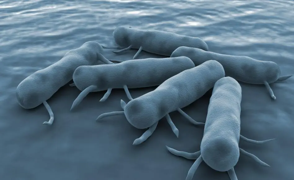 Vulvovaginitis Causes and Symptoms: Insights for Womens Health | Gynin